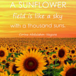 A sunflower field is like a sky with a thousand suns.