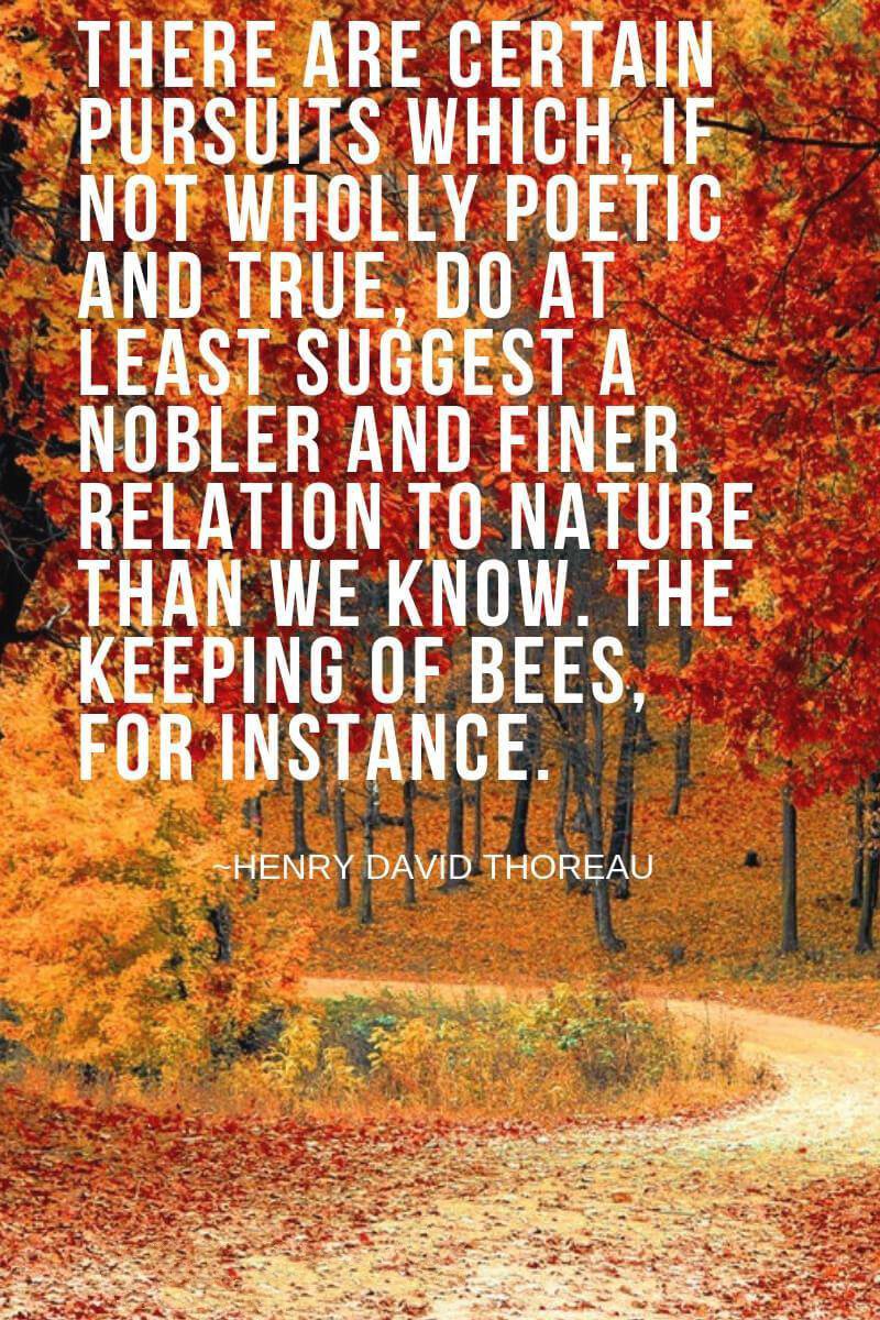The forest is the place where I can find my soul.