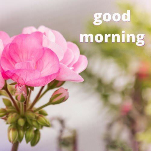 50+ Good Morning Images With Beautiful Flowers - Page 4 of 6