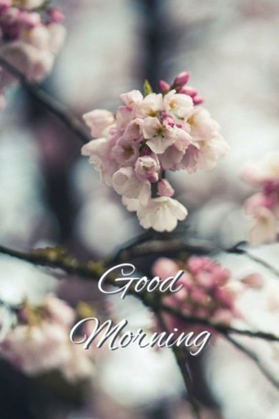 100 Good Morning Quotes with Beautiful Images - Page 3 of 10