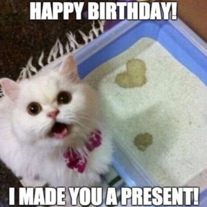 95+ Funny Cat Birthday Memes for the Feline Lovers in Your Life - Page ...