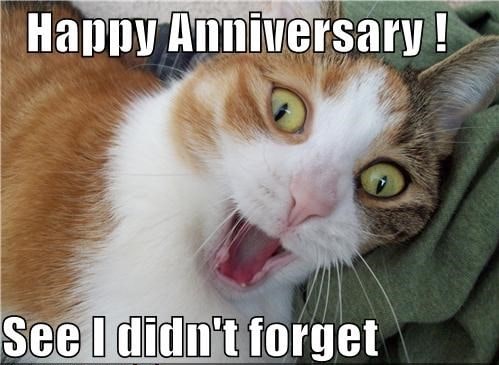 Featured image of post Funny Anniversary Memes For Husband Happy birthday animal lover meme