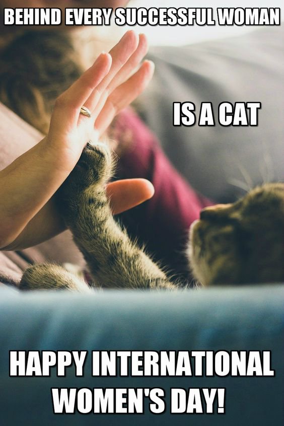 Cat Memes For Womens Day