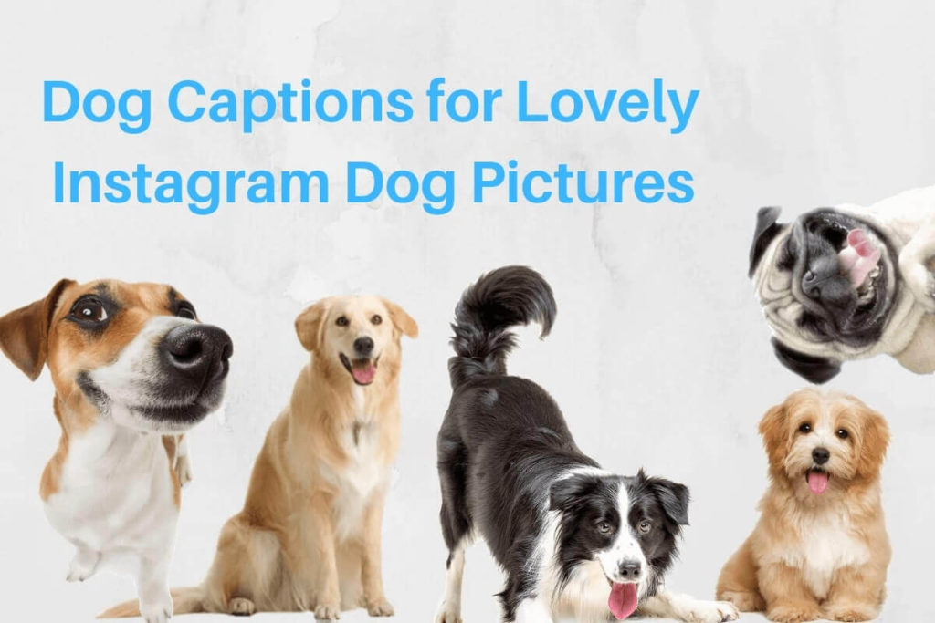 CUTE DOG INSTAGRAM CAPTIONS