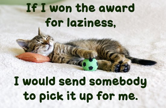 Lazy Cat Meme