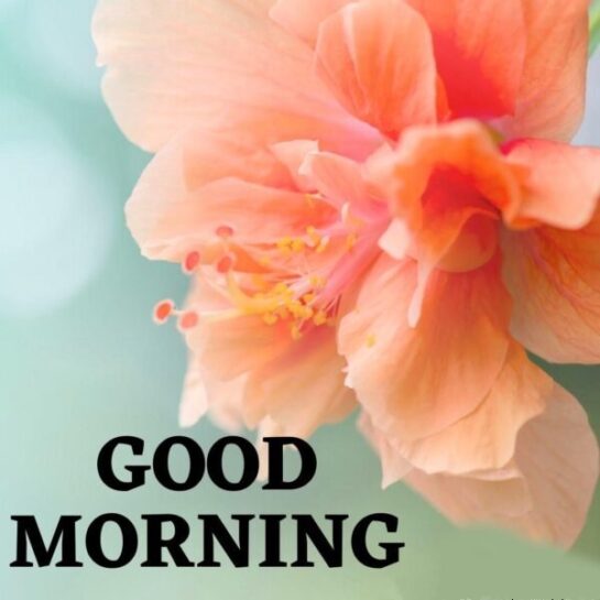 Amazing Good Morning Wishes with Flowers