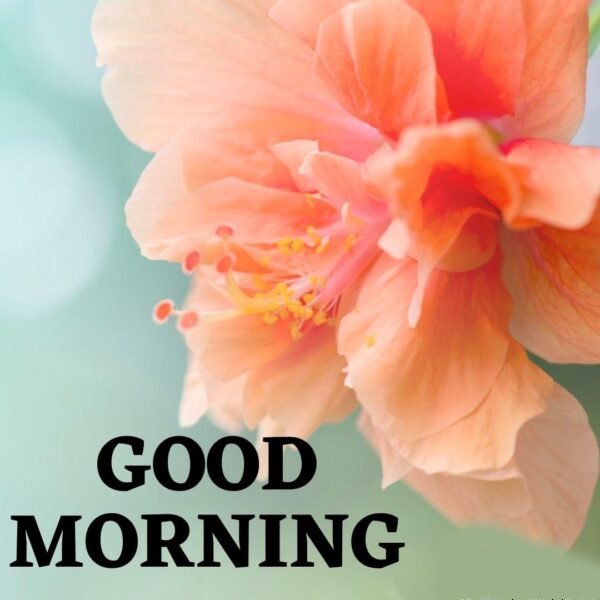 Amazing Good Morning Wishes with Flowers